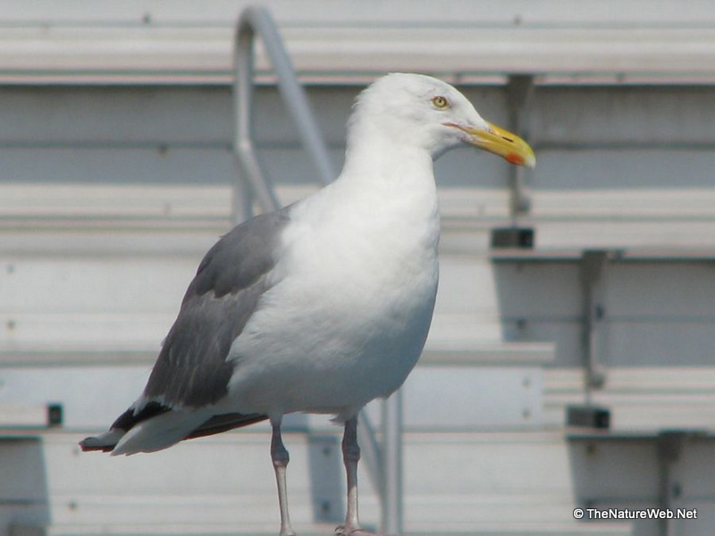 Seabirds